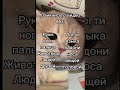 Лайкни это видео без youtube реки актив cats happy trend подпишись cat like