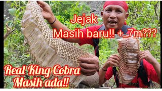 Ini bukti King Cobra+_7m masih hidup dan berkeliaran!!