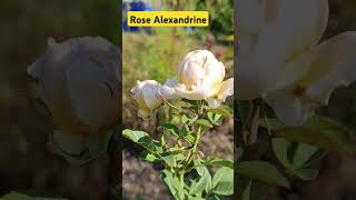 #rose Троянда Олександрин, чайно-гібридна, 2009, Alexandrine, Meiland, France