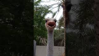 النعامة | شاهد النعامة  وهي تصدر صوت سبحان الله!! -Ostrich