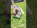 cat eating grass in the garden. cat loves eating grass. #cat #eating #grass #garden