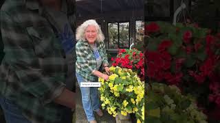 Beautiful Begonia Baskets