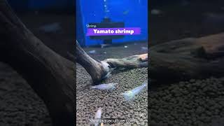 YAMATO SHRIMP