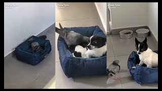 Oiseau Tyson Montre Lincroyable Talent De Tous Ses Animaux