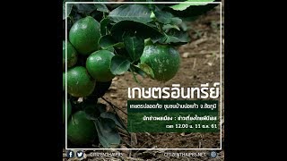 นักข่าวพลเมือง : เกษตรปลอดภัย ชุมชนบ้านบ่อแก้ว จ.ชัยภูมิ 11 ต.ค. 2561 l 12.00 น.