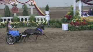 Sample of wins at 2017 AMHR Nationals