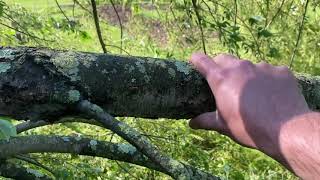 Harvesting a tree for Spoons and Bowls