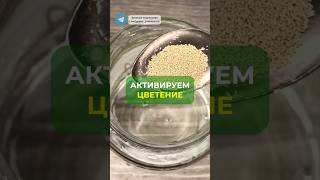 Бюджетная подкормка для цветов🌱 #цветы #растения #дача #сад #огород #удобрение #лайфхаки #подкормка