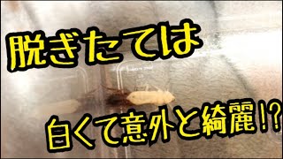 【閲覧注意】 まさかのレッドローチ脱皮映像！！！