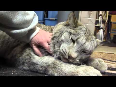 Max Canada Lynx - I'm a Big Baby Max Canada Lynx - I'm a Big Baby