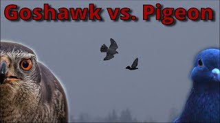 Goshawk shows off his artistic flying skills! | Hawk vs Pigeon