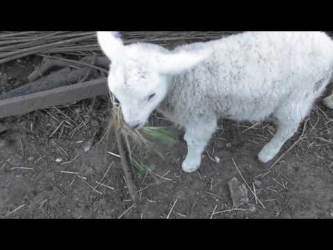 Dear Diary 22nd April 2018 - spring food for the goats Dear Diary 22nd April 2018 - spring food for the goats