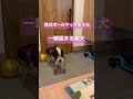 柴犬が孫のボールやってもうた shorts