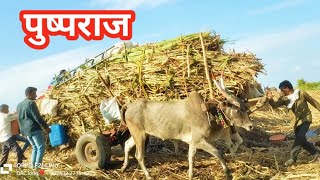 Sugarcane bullock cart l बैलगाडी उसाची l  #mh23stail #part13 l 2024 ll