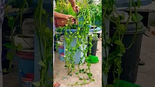 మా తోటలో నల్లేరు  #మాబుజ్జితోటఛానల్ #gardening #status