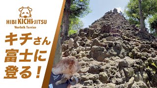 愛犬キチ   富士山（富士塚）に登る 【shrine  dog ノーフォークテリア norfolkterrier 】