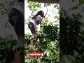 hii si miti ya nairobi shuka 🤣climbing miraa plant. ushago manenos