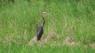 ♪鳥くん野鳥動画（沖縄県石垣島）ムラサキサギぷるぷる20190917JO6A8607