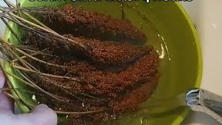 How to revive millet spray