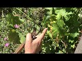 Comment tailler la vigne en vert, en fin de printemps ?