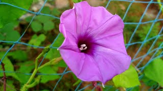 Clove Beans Flower Blooming vedio🌈🌺 #shorts 🏞️ #dspbirds  #flowering #blooming