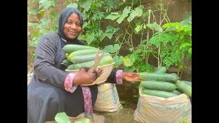 Grow Cucumbers in Sacks: Easy Guide for Bountiful Harvest 🥒🌿 (Noman Kokomba a Cikin Buhu) 🥒🌱