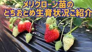 「いちご栽培 いちご農家」メリクローン苗のとちおとめ生育状況ご紹介