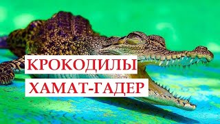 КРОКОДИЛЫ И ГОРЯЧИЕ ИСТОЧНИКИ ХАМАТ ГАДЕР.ИЗРАИЛЬ.ДВЕ ЗАГАДКИ.#vlog #video #yuotuber #israel