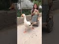 بطه بطه ما احلاها🦆 #طيور_الجنة #طيور_بيبي #اكسبلور