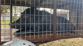 Homemade Hog Trap Gets it Done!!!