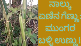 Bone setter/mungaru balli /ಮುಂಗರು ಬಳ್ಳಿ ಚಟ್ನಿ#nativenest