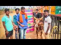 தொட்டவன் நிலையை பாருங்கள் 2021 கீழையூர் ஜல்லிக்கட்டில் keelapalur jallikattu jallikattu tv