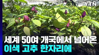 세계 50여 개국에서 넘어온 이색 고추 한자리에 / YTN