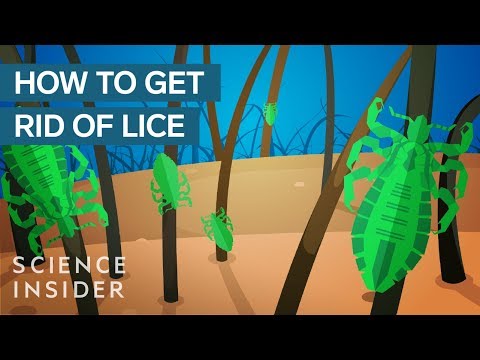 Do lice carry disease?