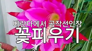 베란다에서 키운 [공작선인장] 꽃피우기. 물 주는 방법.