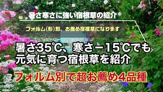 暑さ寒さに強い宿根草！フォルム(形)別に超お薦め4品種をご覧下さい！