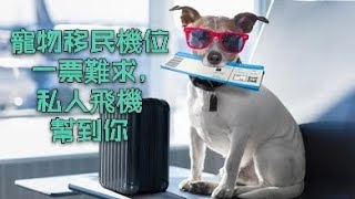 寵物移民機位一票難求，私人飛機幫到妳