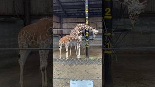 草を食べるキリンの親子　秋吉台サファリランド　Giraffe parent and child eating grass