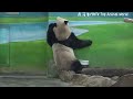 圓寶門前站起來用兩腳轉圈，想叫保育員發點心 熊貓貓熊the giant panda yuan yuan and yuan bao 台北市立動物園