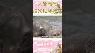 大象報恩，上次是你救我，這次換我救你！#animals #elephant #shorts