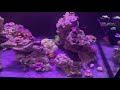 zoas not opening try this using chemi clean as a treatment for zoanthids