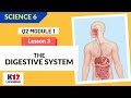 Science 6 Quarter 2 Module 1 Lesson 3 - The Digestive System