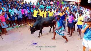 2024 pongal Celebration Kottur Villege Jallikattu vs Boys Team Alabaraikal...