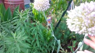 Garlic blossoms, what to do with them