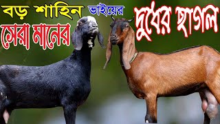 শাহিন ভাইয়ের কমদামে চোখ ধাধানে কালেকশন যার হাতে গড়ে ওঠা বাংলার অগনীত খামার | Big Big Goat
