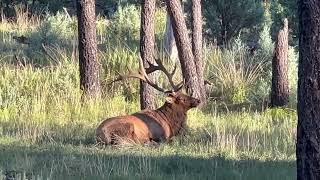 New Mexico Unit 36 - Bull Elk Palmated