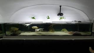 4 Meter Aquarium, 2400liter, Arowana Couple BB \u0026 HB, snow white Platinum Gar, Potamotrygon