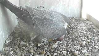 2010 Topeka Falcon Cam-April 14, 2010 @ 0925 hrs.