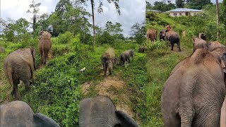 ตามคุณยายๆกลับบ้าน ถ้าเข้าใจอะไรๆก็ง่ายไม่ยุ่งยาก #ครอบครัวช้าง #elephant #animals