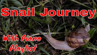 Relaxing Snail Journey with Piano Playlist